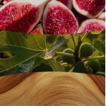VERDANT FIG